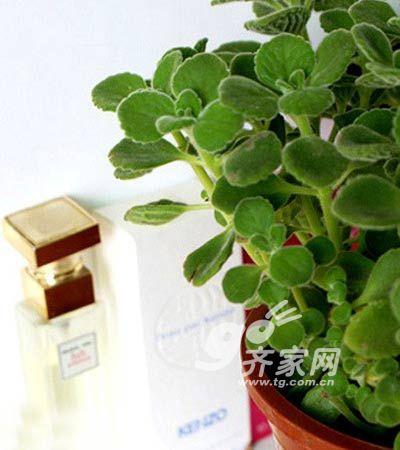 巧摆盆花绿植增点缀 6W打造出的40平清新小户型