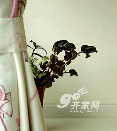 巧摆盆花绿植增点缀 6W打造出的40平清新小户型