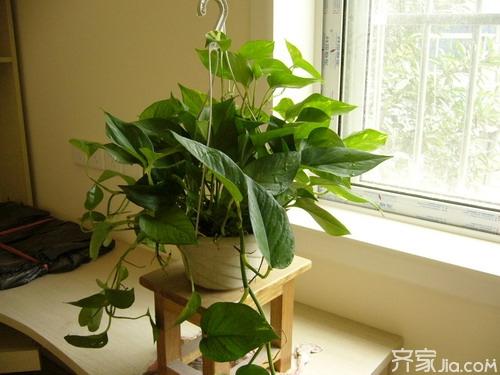 客厅花卉植物摆放风水 客厅花卉植物有哪些