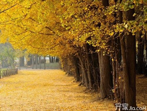 庭院风水树有哪些 庭院种什么树风水好