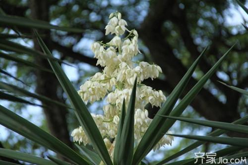 龙舌兰花怎么养  龙舌兰的风水