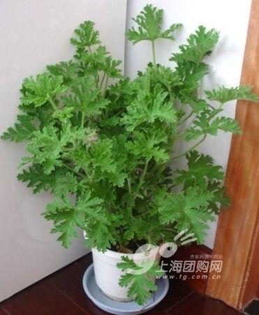 夏日“驱蚊”植物 小花小草照样有驱蚊功效