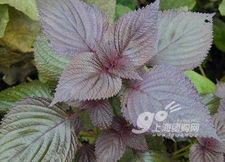 夏日“驱蚊”植物 小花小草照样有驱蚊功效