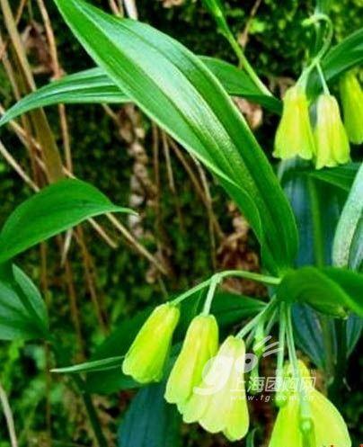 家居风水学:28种能带财运的植物