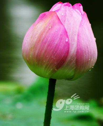 家居风水学:28种能带财运的植物