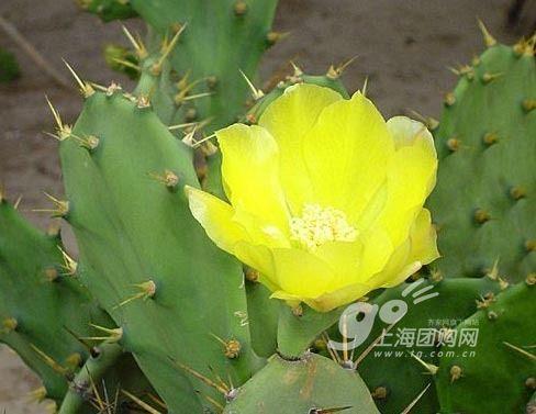 家居风水学:28种能带财运的植物