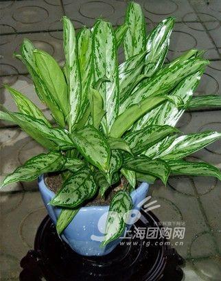 家居必备常识：14种植物放入室内的奇异功效