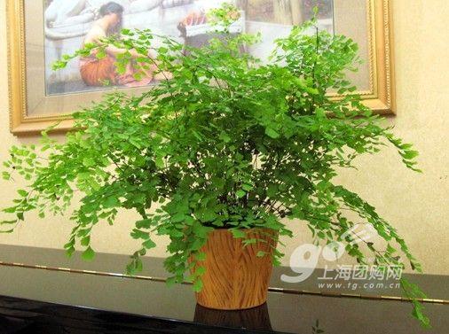 家居必备常识：14种植物放入室内的奇异功效