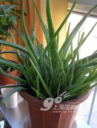 家居必备常识：14种植物放入室内的奇异功效