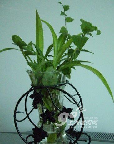 家居必备常识：14种植物放入室内的奇异功效