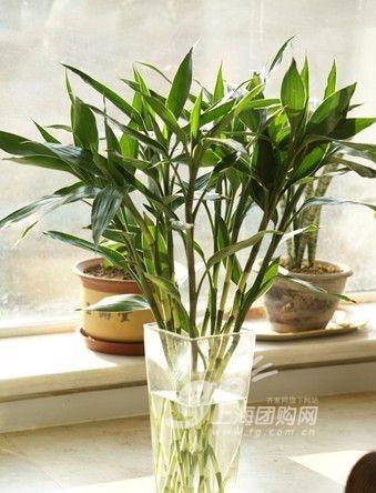 家居必备常识：14种植物放入室内的奇异功效