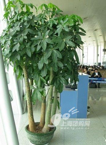 家居必备常识：14种植物放入室内的奇异功效