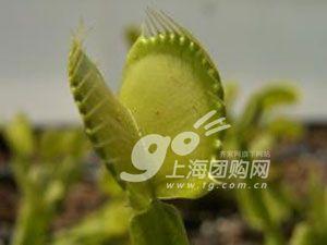 告别蚊香时代 夏季健康驱蚊虫的7大高手植物