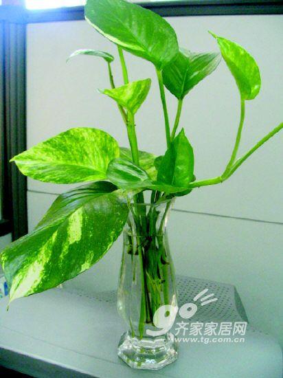 10种家居水养植物 调节空气湿度的良品