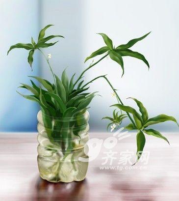 植物大战甲醛 盘点10大去甲醛植物“高手”