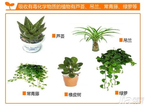 家居绿植有讲究 装饰攻略一网打尽