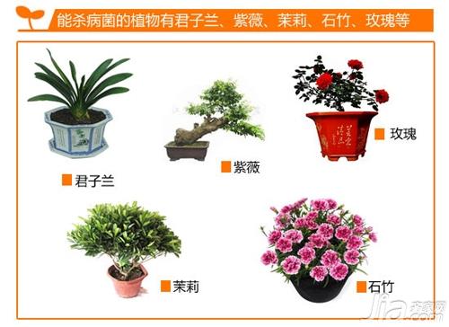 家居绿植有讲究 装饰攻略一网打尽