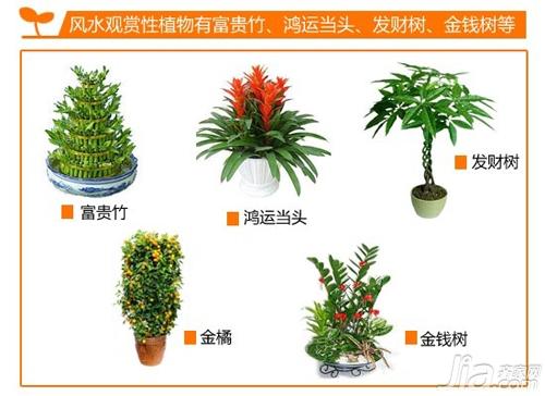 家居绿植有讲究 装饰攻略一网打尽