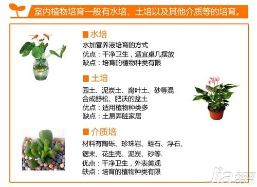 家居绿植有讲究 装饰攻略一网打尽