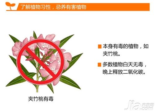 家居绿植有讲究 装饰攻略一网打尽