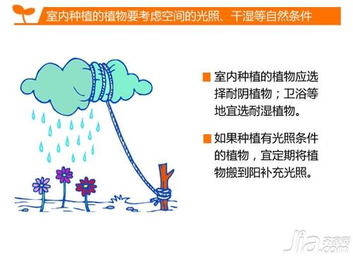 家居绿植有讲究 装饰攻略一网打尽