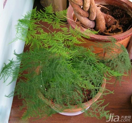 室内绿植有讲究 10种清新健康绿植介绍