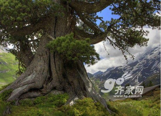 家具材种百科：松木简介