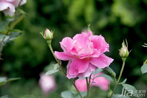 月季花的品种介绍  月季花花语大全 