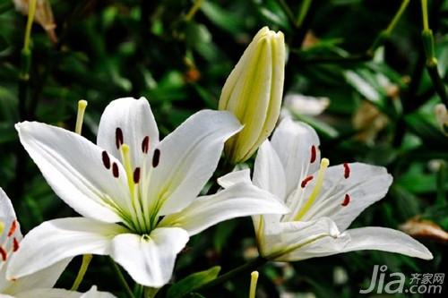 送百合花代表什么  百合花的花语