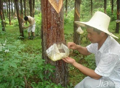 松香是什么 松香的作用有哪些