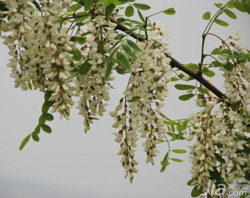 洋槐蜂蜜有什么功效？洋槐蜂蜜的功效