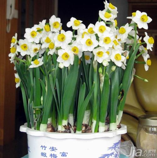 水仙花怎么养具体方法