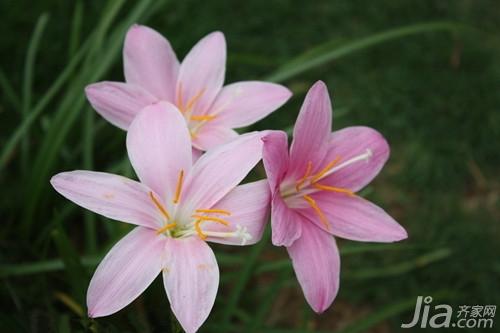 水仙花语有哪些 水仙花语大全