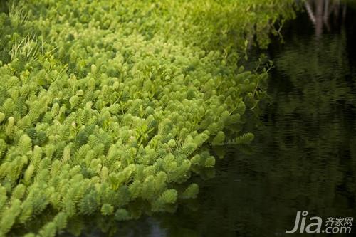 水生植物怎么养  水生植物的养殖技术