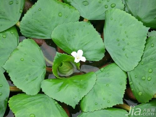 水生植物怎么养  水生植物的养殖技术