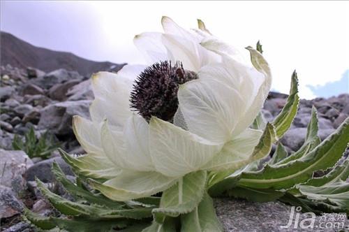 雪莲花怎么吃？雪莲花做法大全