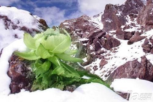 雪莲花怎么吃？雪莲花做法大全