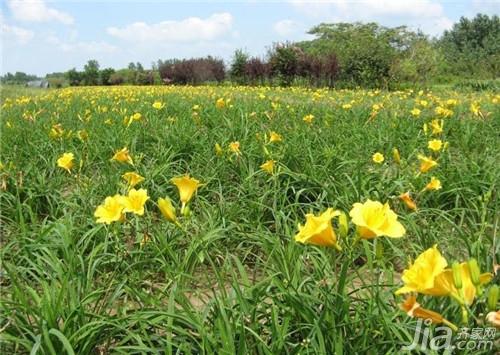 萱草养殖技巧 最新萱草照片欣赏