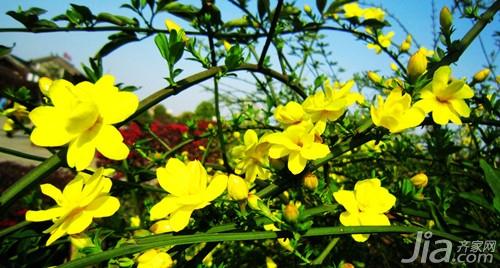 迎春花的特点 迎春花的栽培方法