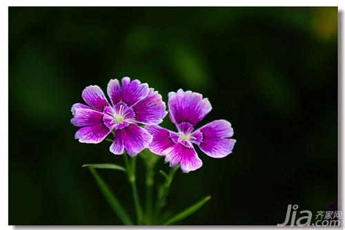 石竹花有什么用途  石竹花图片欣赏