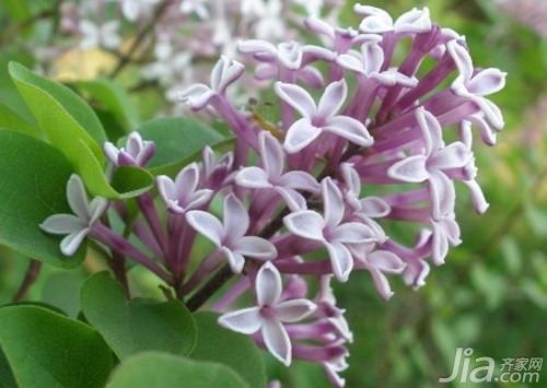 丁香花有哪些特点 丁香花的家居用途