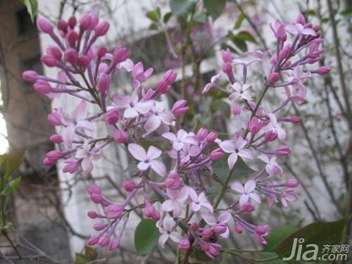 丁香花有哪些特点 丁香花的家居用途