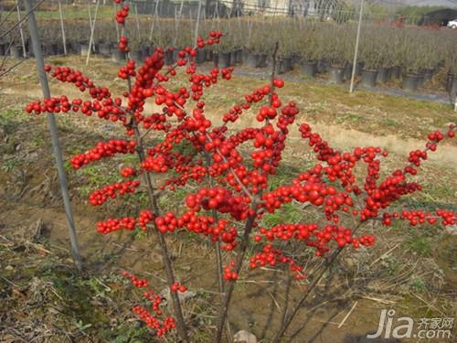 红果冬青树简介及种植方法 红果冬青的功效与作用