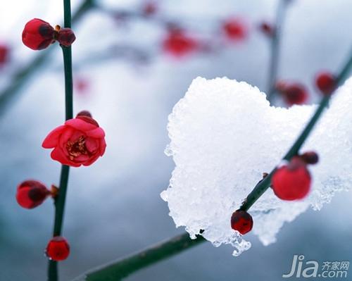 梅花的象征意义是什么  梅花的特点