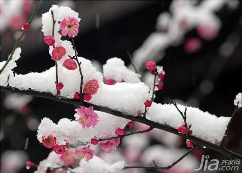 梅花的象征意义是什么  梅花的特点