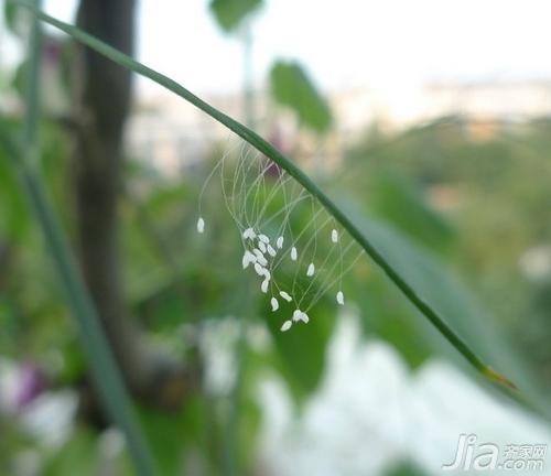 优昙婆罗花是什么花 优昙婆罗花的传说