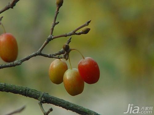  山茱萸介绍  山茱萸图片 