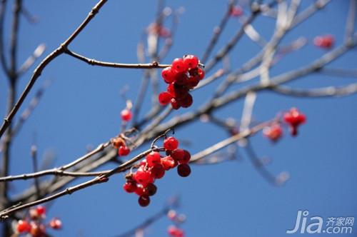  山茱萸介绍  山茱萸图片 