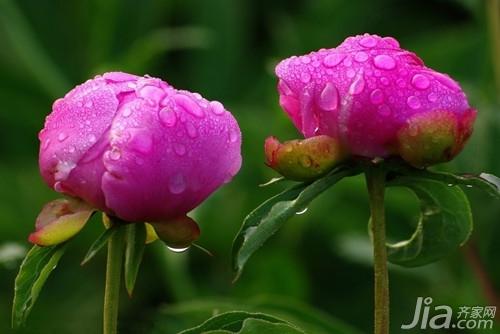 芍药有什么功效  芍药的种植方法