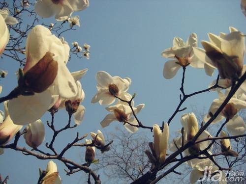 白玉兰花介绍 白玉兰花图片欣赏